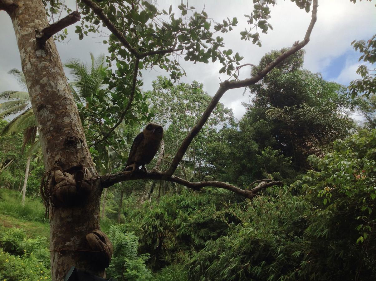 Explore Sinharaja Rain Forest Tour Camp Dombagoda Экстерьер фото