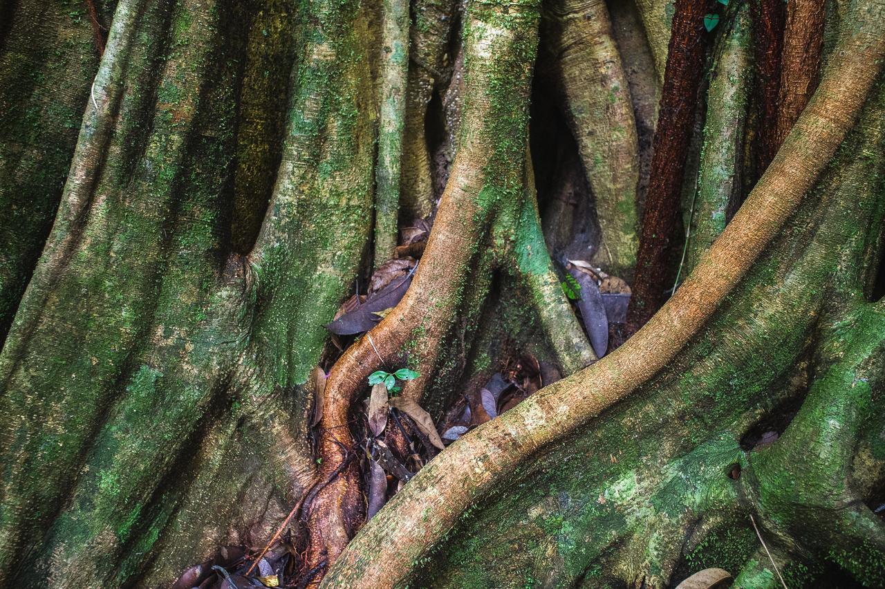Explore Sinharaja Rain Forest Tour Camp Dombagoda Экстерьер фото