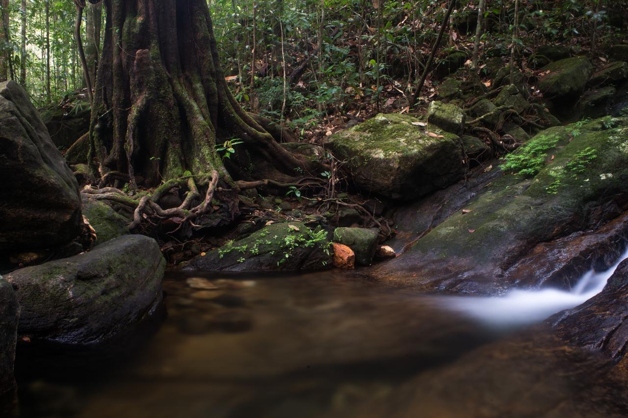 Explore Sinharaja Rain Forest Tour Camp Dombagoda Экстерьер фото
