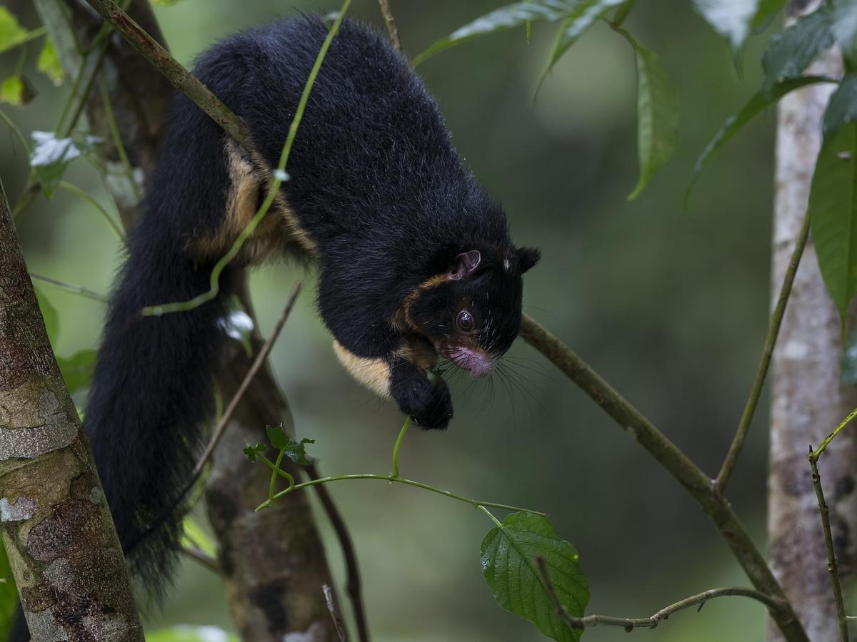Explore Sinharaja Rain Forest Tour Camp Dombagoda Экстерьер фото