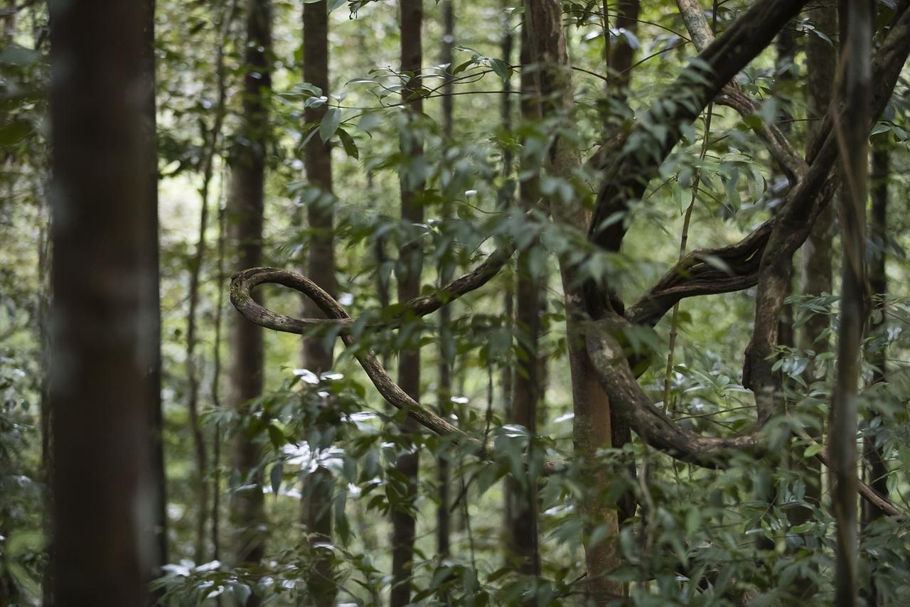 Explore Sinharaja Rain Forest Tour Camp Dombagoda Экстерьер фото