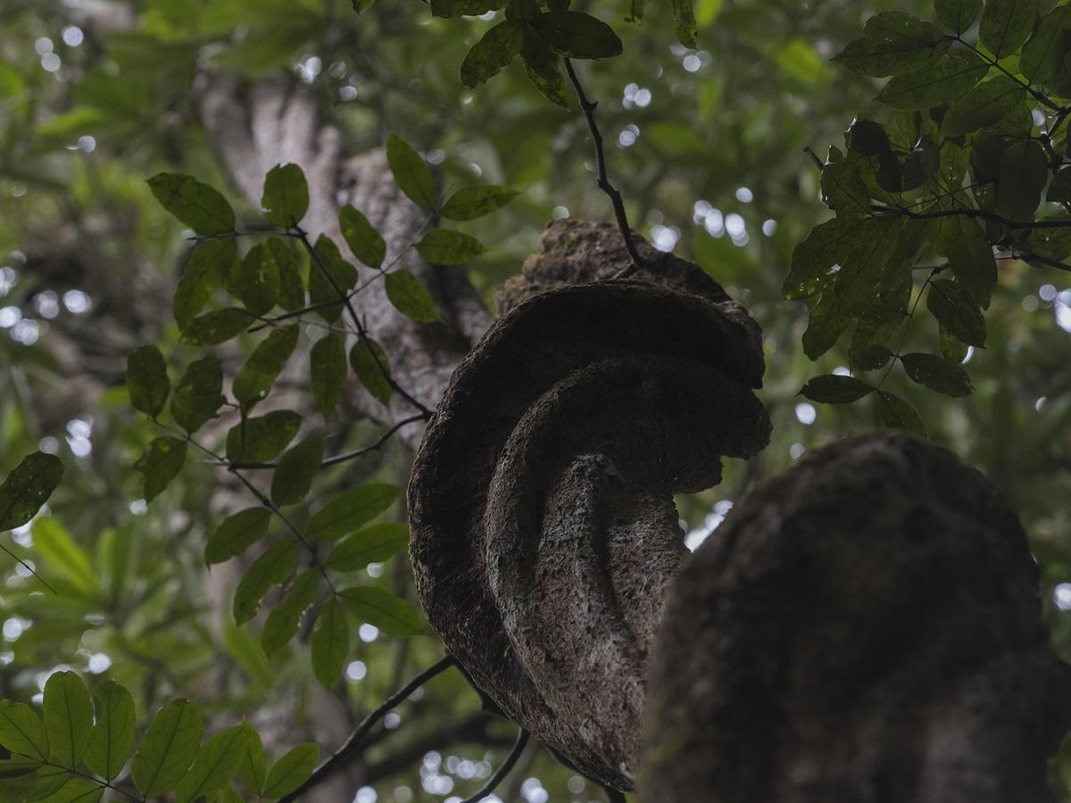 Explore Sinharaja Rain Forest Tour Camp Dombagoda Экстерьер фото